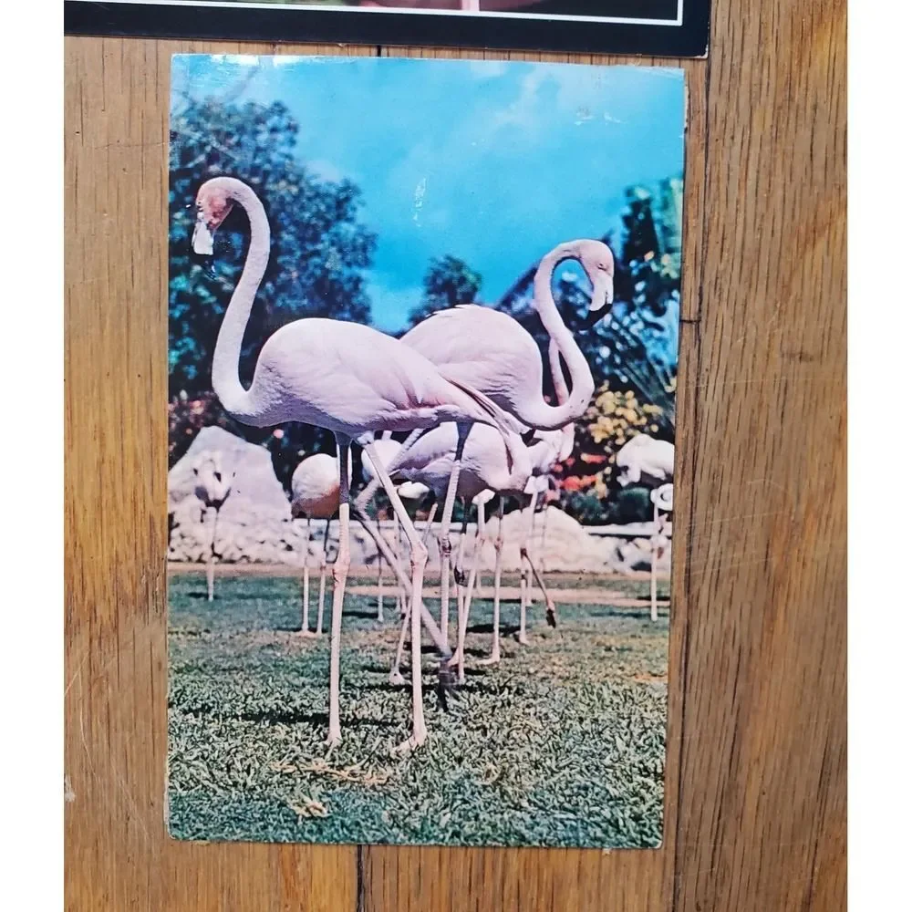 Vintage Flamingo postcard bundle two (2)